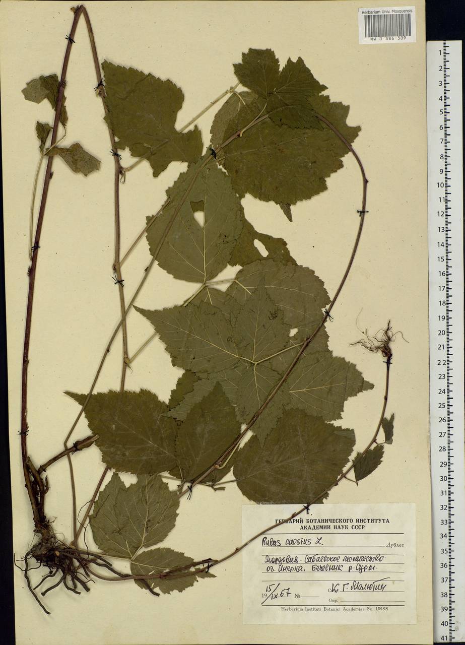Rubus caesius L., Eastern Europe, Middle Volga region (E8) (Russia)