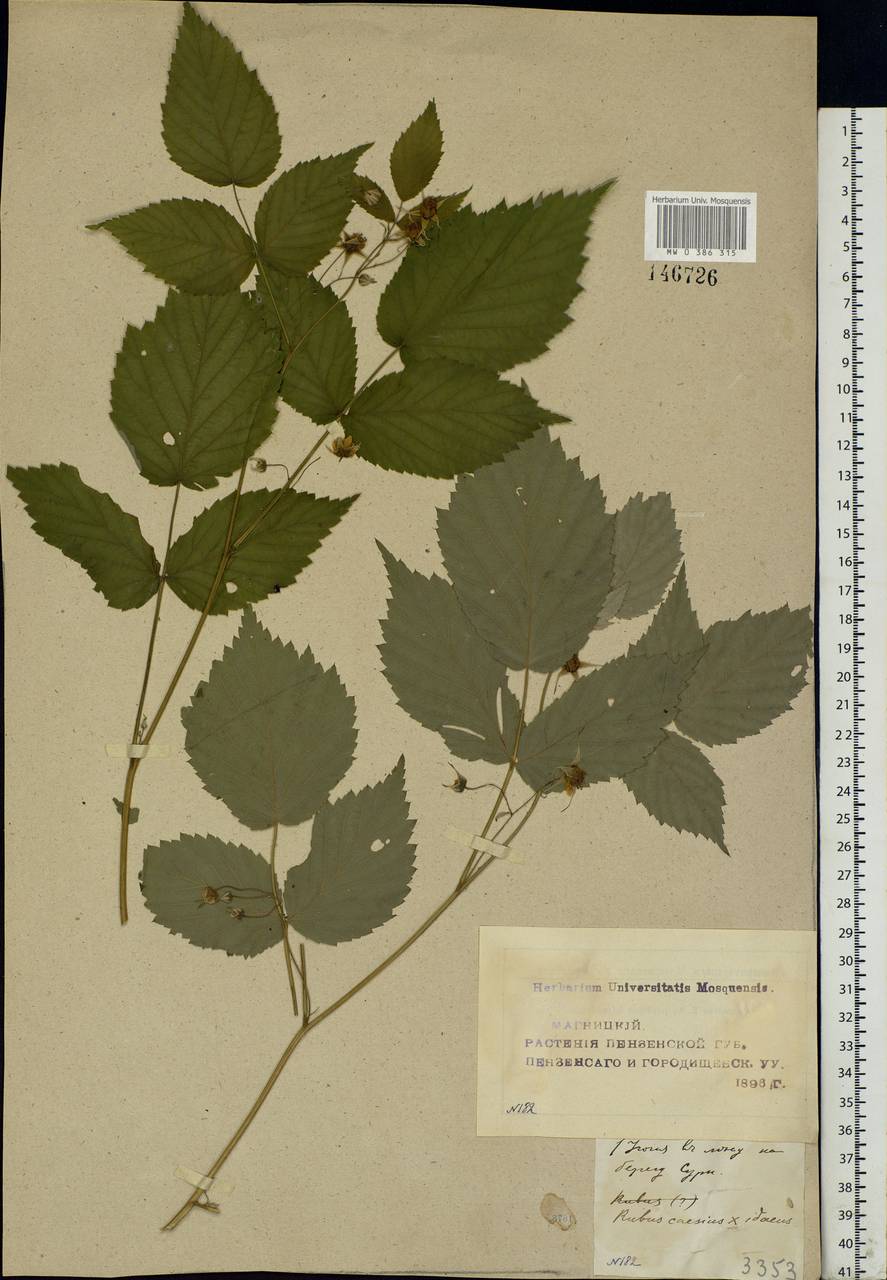 Rubus caesius L., Eastern Europe, Middle Volga region (E8) (Russia)