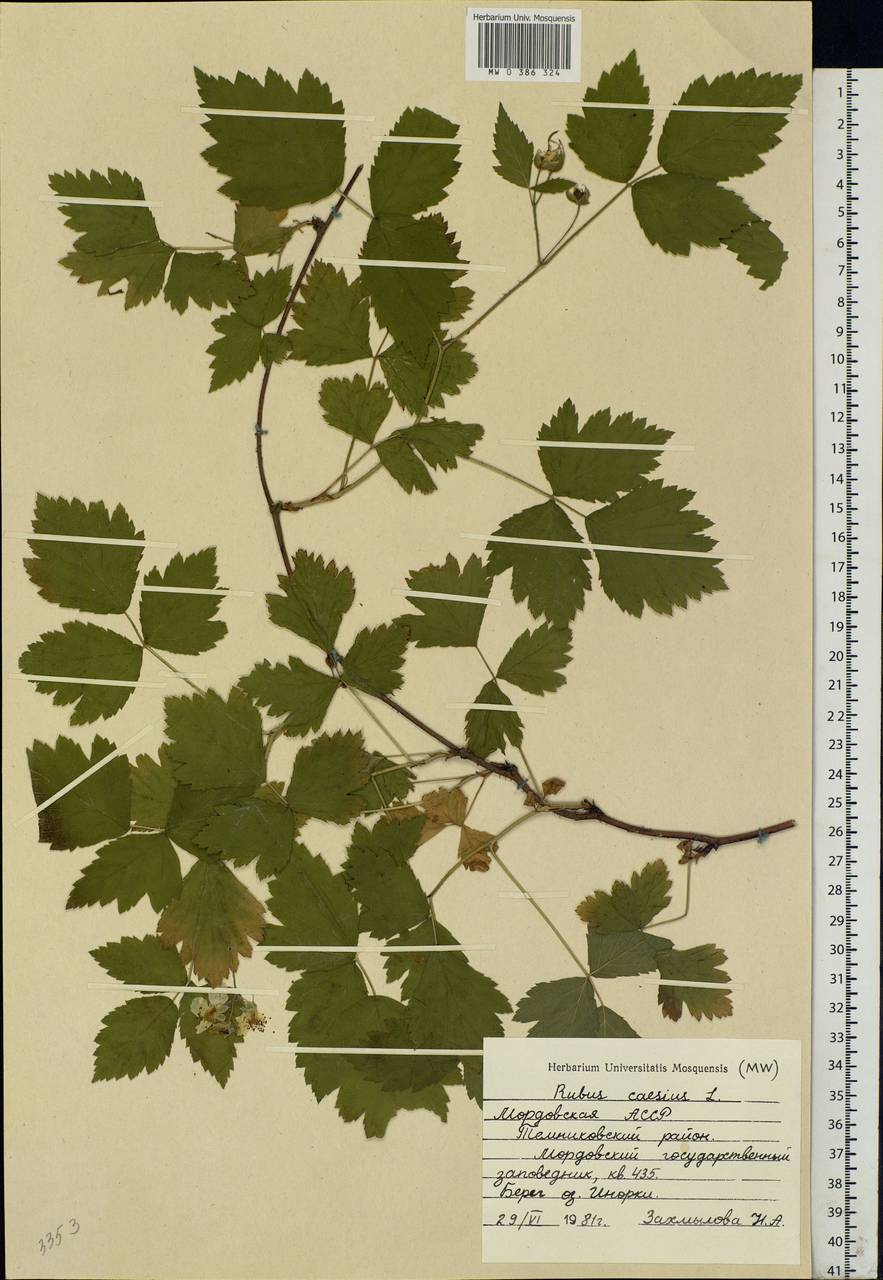 Rubus caesius L., Eastern Europe, Middle Volga region (E8) (Russia)