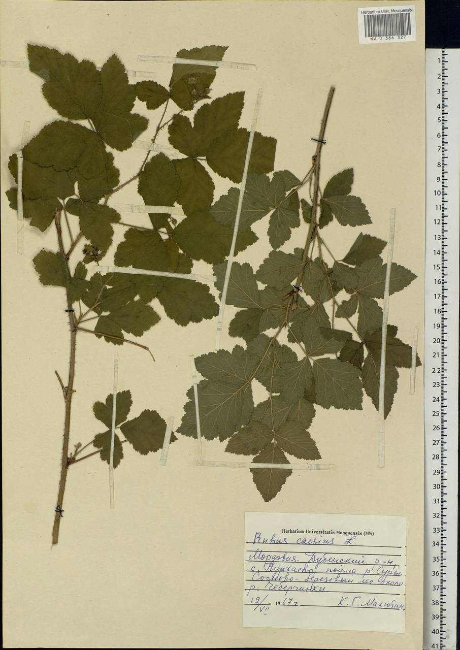 Rubus caesius L., Eastern Europe, Middle Volga region (E8) (Russia)