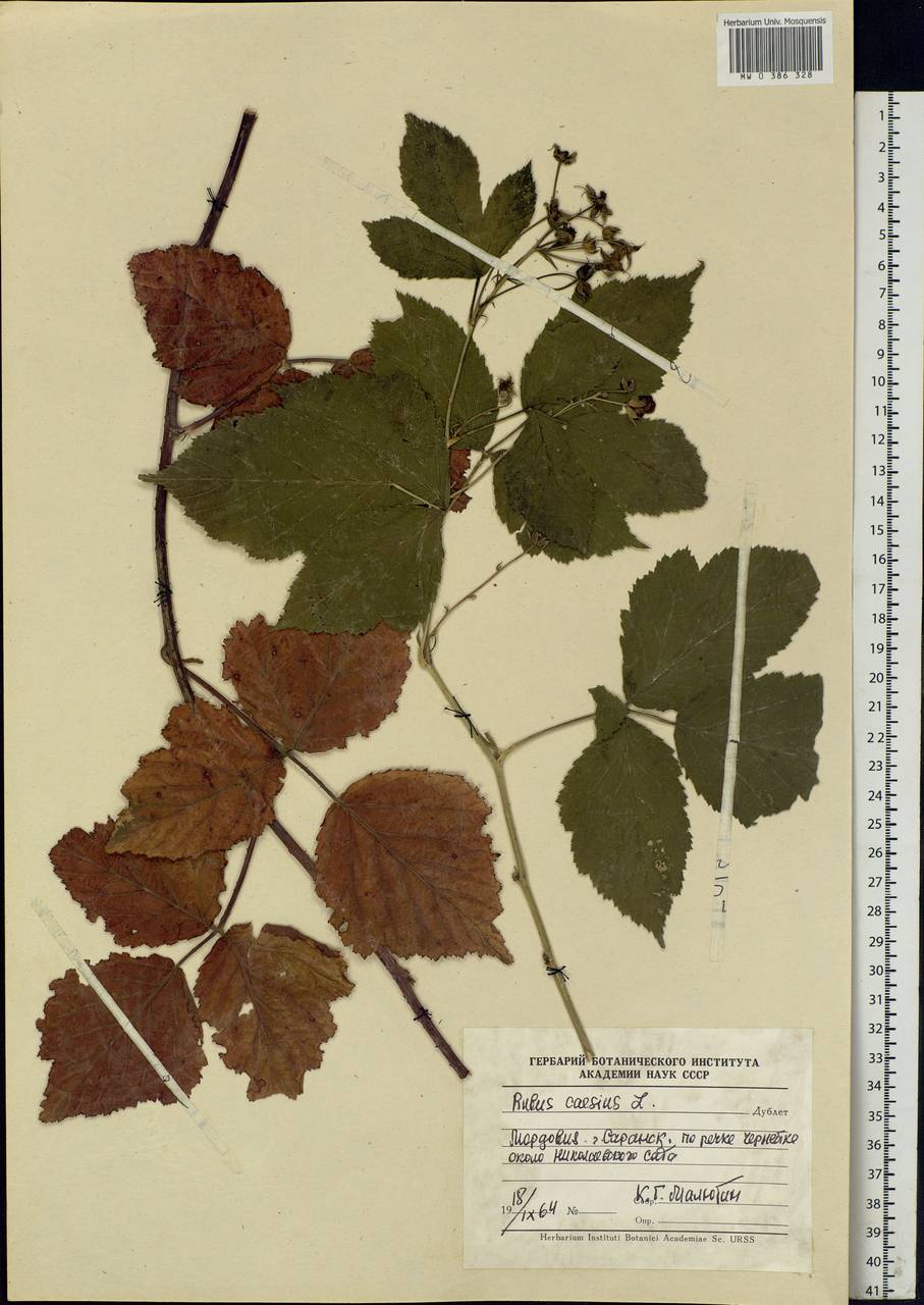Rubus caesius L., Eastern Europe, Middle Volga region (E8) (Russia)