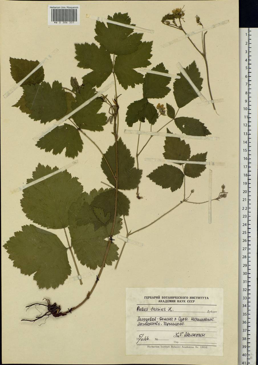 Rubus caesius L., Eastern Europe, Middle Volga region (E8) (Russia)