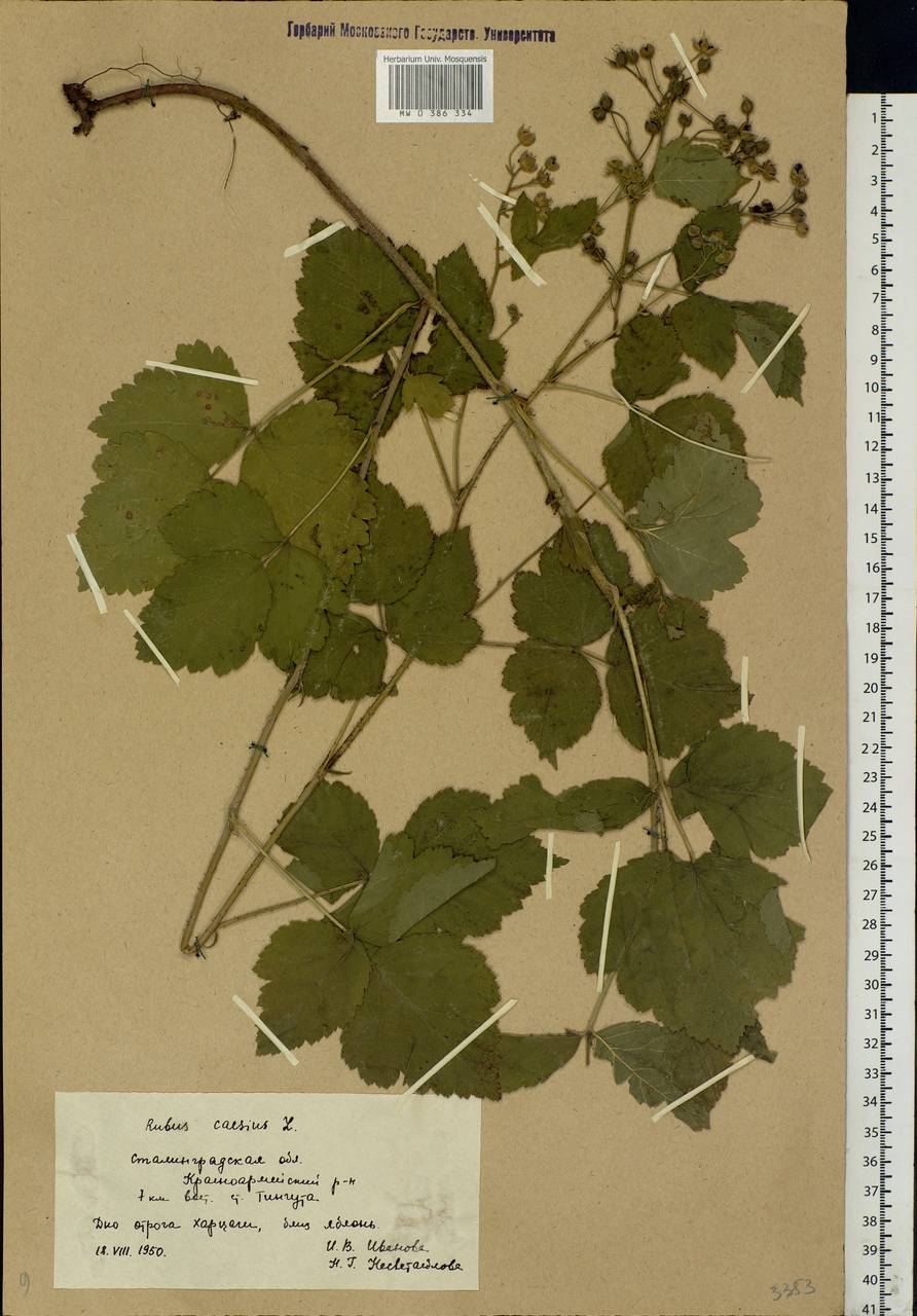 Rubus caesius L., Eastern Europe, Lower Volga region (E9) (Russia)