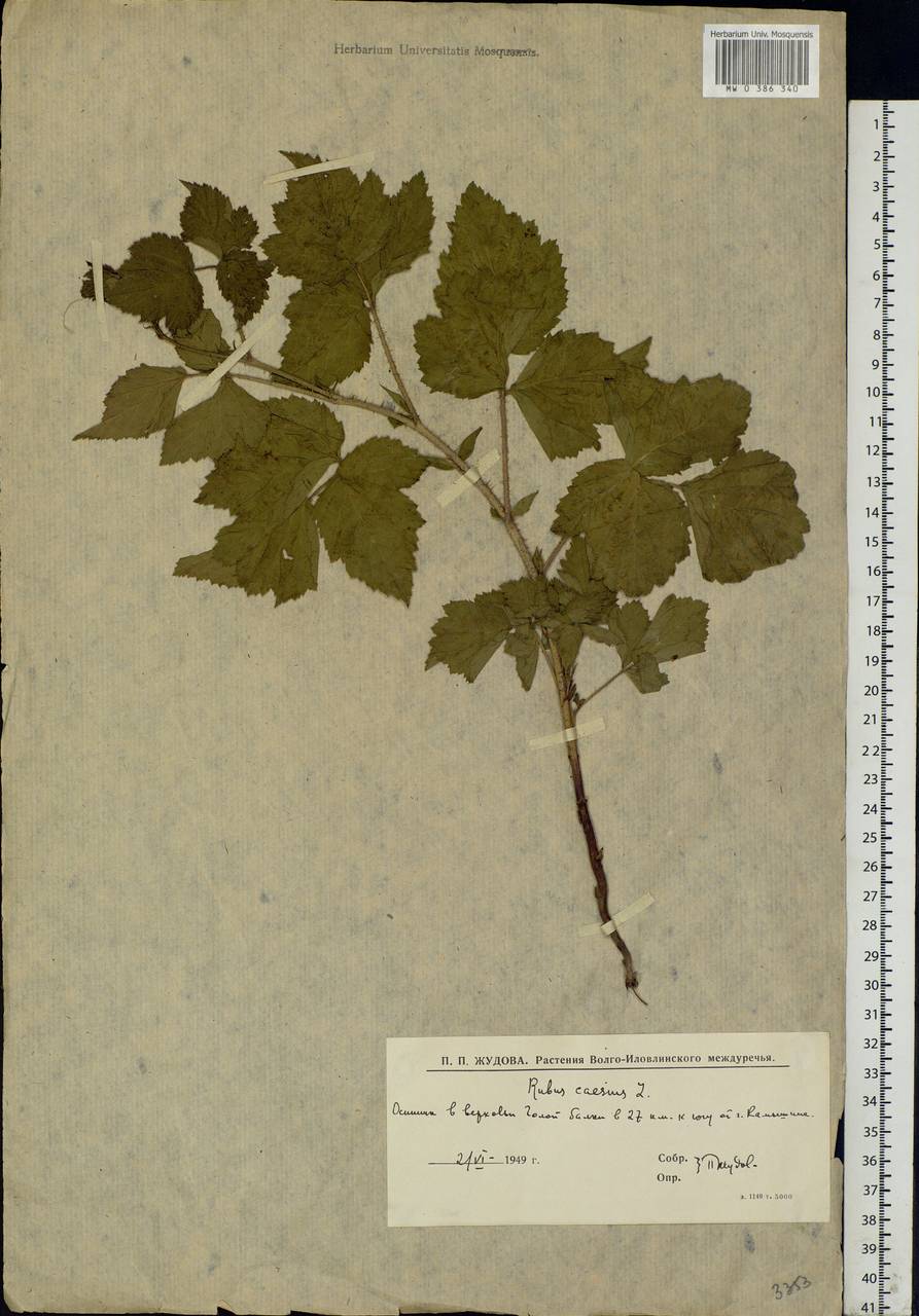Rubus caesius L., Eastern Europe, Lower Volga region (E9) (Russia)