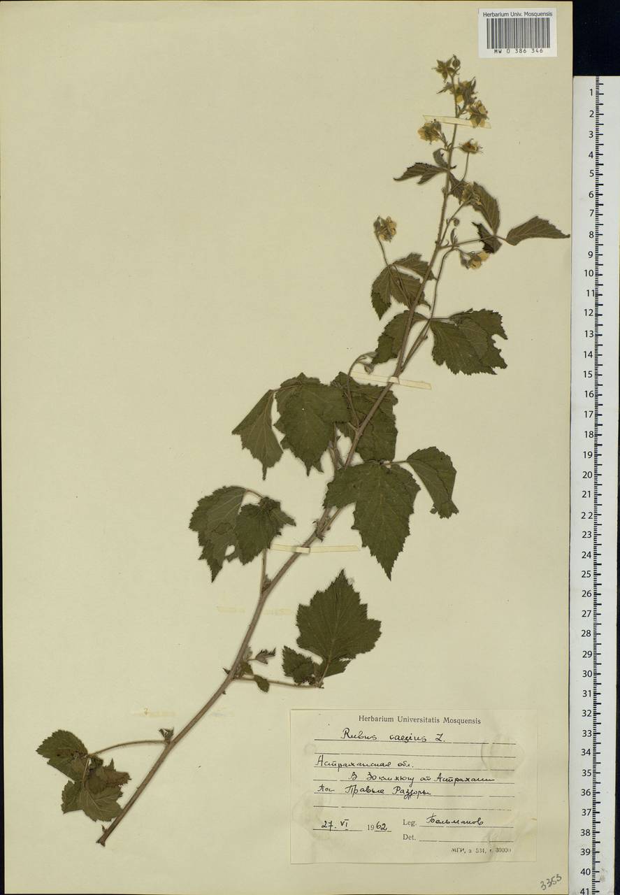 Rubus caesius L., Eastern Europe, Lower Volga region (E9) (Russia)