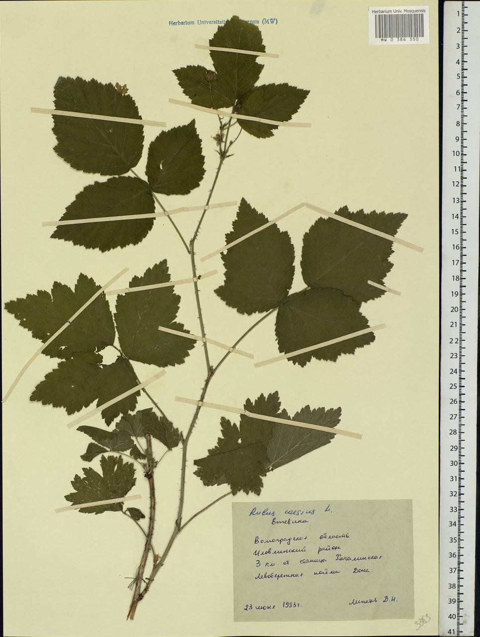 Rubus caesius L., Eastern Europe, Lower Volga region (E9) (Russia)