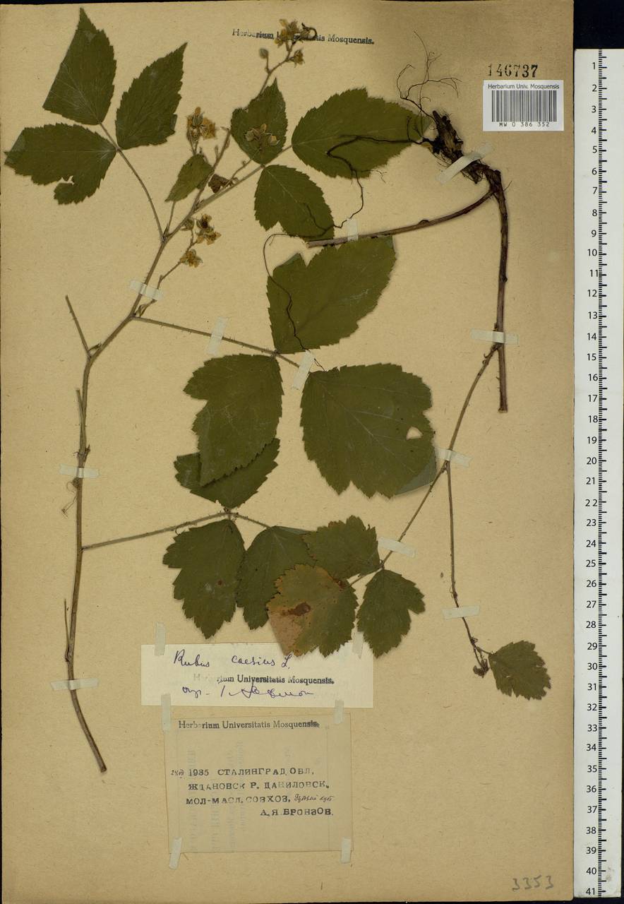 Rubus caesius L., Eastern Europe, Lower Volga region (E9) (Russia)