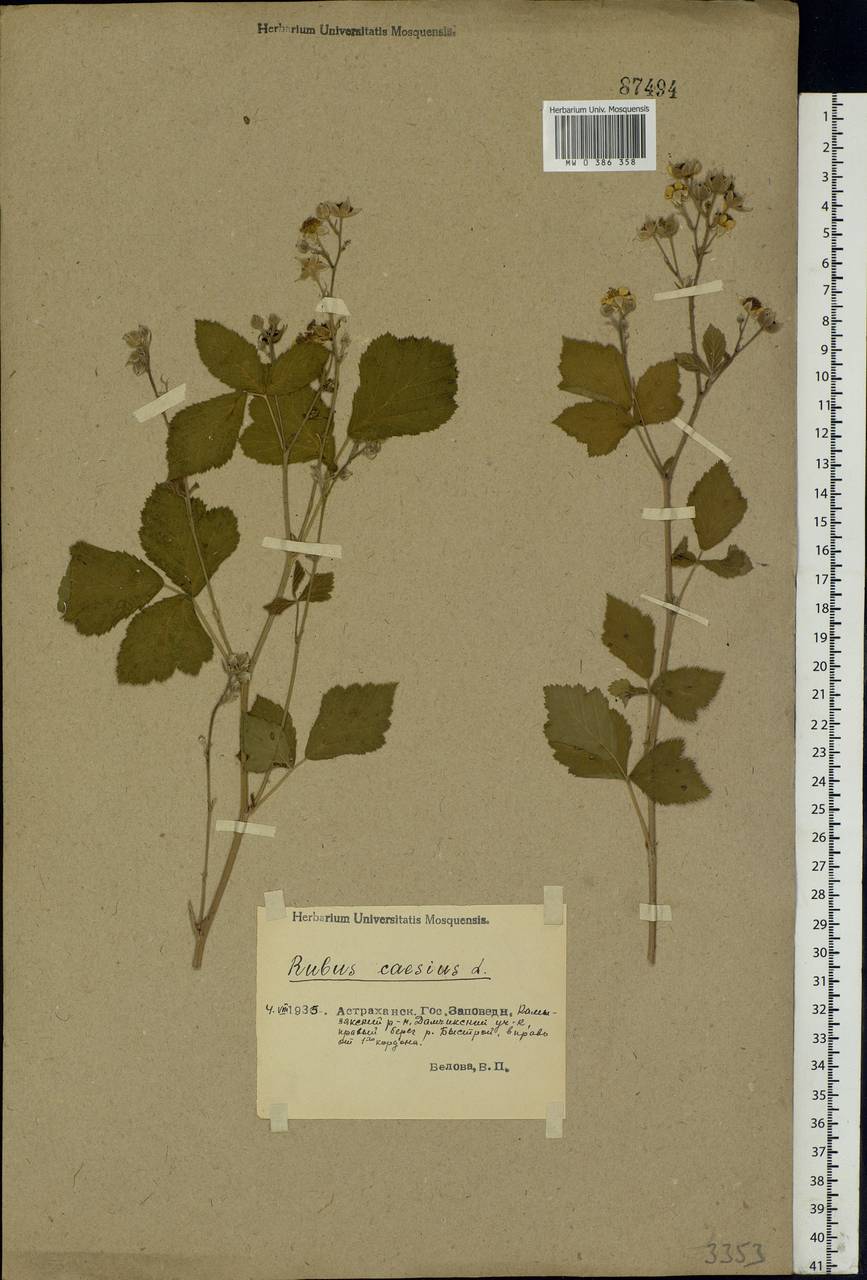 Rubus caesius L., Eastern Europe, Lower Volga region (E9) (Russia)