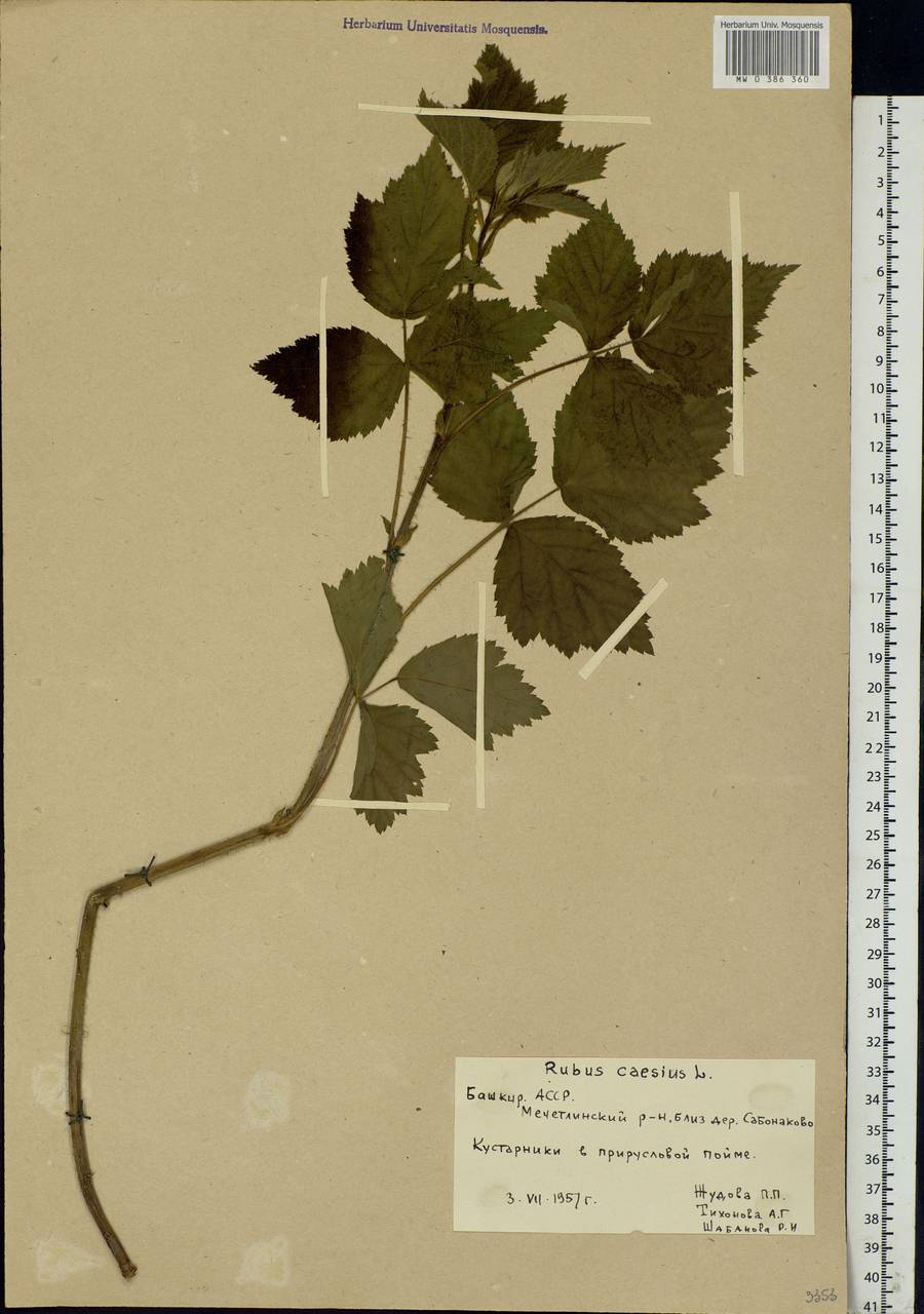 Rubus caesius L., Eastern Europe, Eastern region (E10) (Russia)