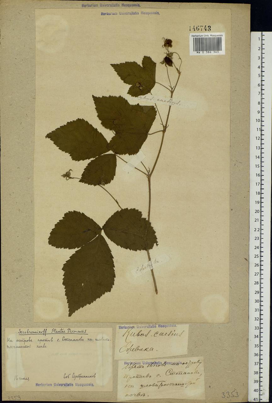 Rubus caesius L., Eastern Europe, Volga-Kama region (E7) (Russia)