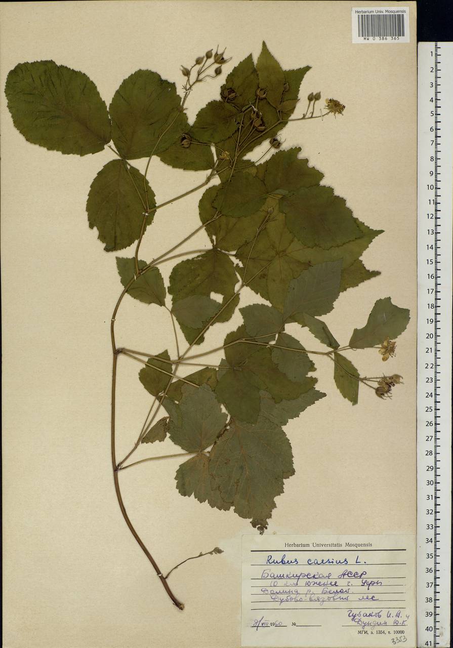 Rubus caesius L., Eastern Europe, Eastern region (E10) (Russia)