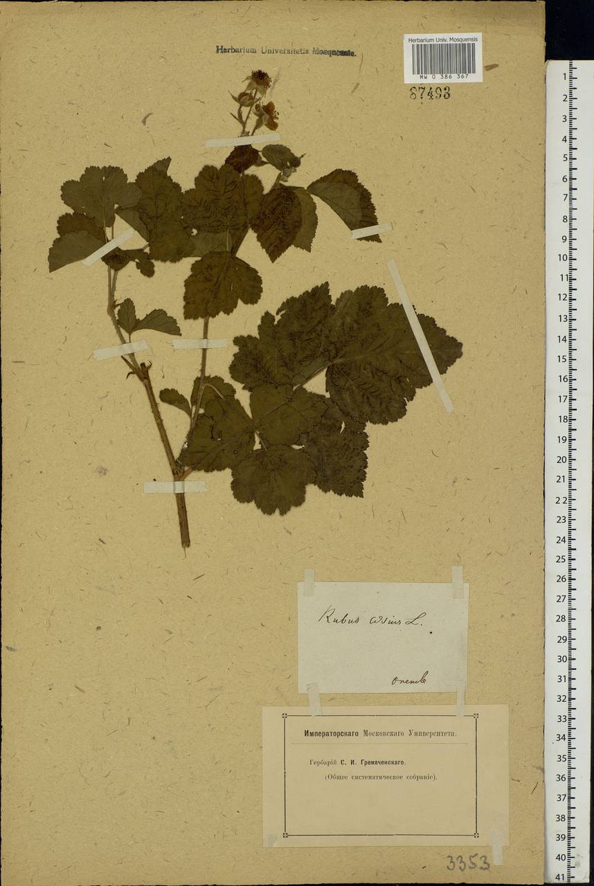 Rubus caesius L., Eastern Europe, Eastern region (E10) (Russia)
