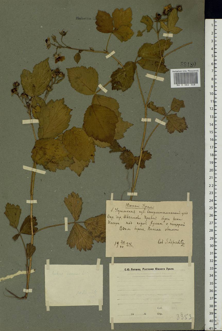Rubus caesius L., Eastern Europe, Eastern region (E10) (Russia)