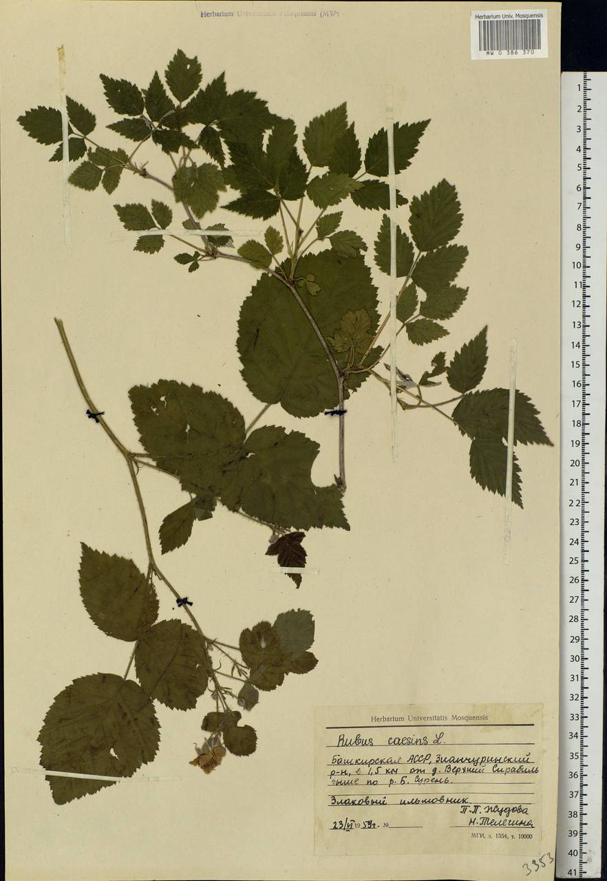 Rubus caesius L., Eastern Europe, Eastern region (E10) (Russia)