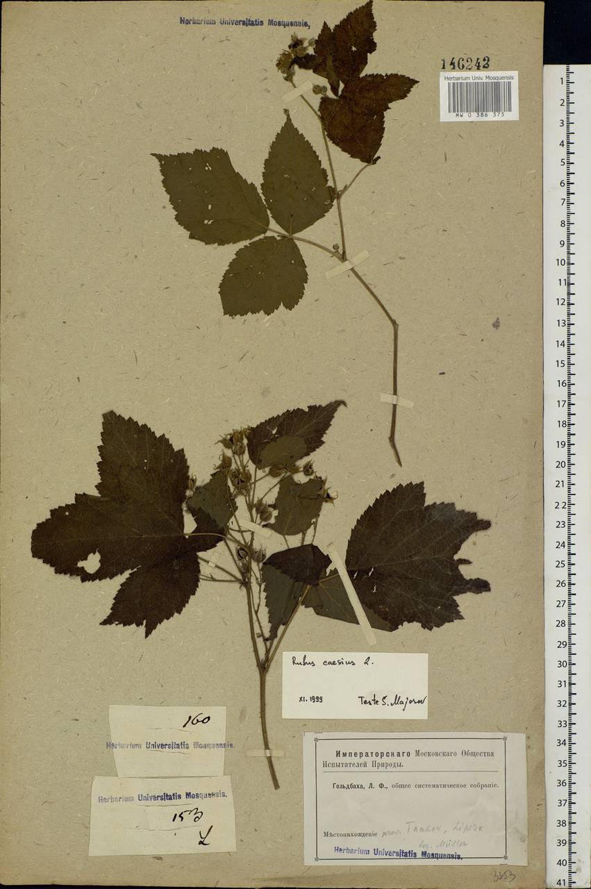 Rubus caesius L., Eastern Europe, Central forest-and-steppe region (E6) (Russia)
