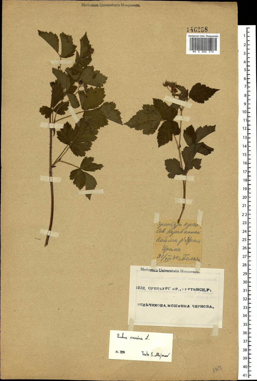 Rubus caesius L., Eastern Europe, Eastern region (E10) (Russia)