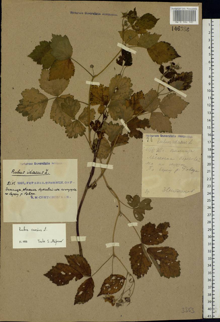 Rubus caesius L., Eastern Europe, South Ukrainian region (E12) (Ukraine)