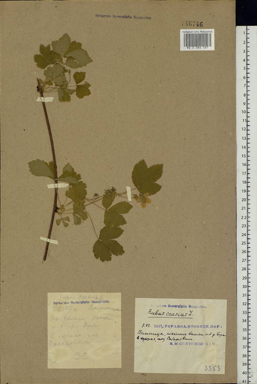 Rubus caesius L., Eastern Europe, South Ukrainian region (E12) (Ukraine)