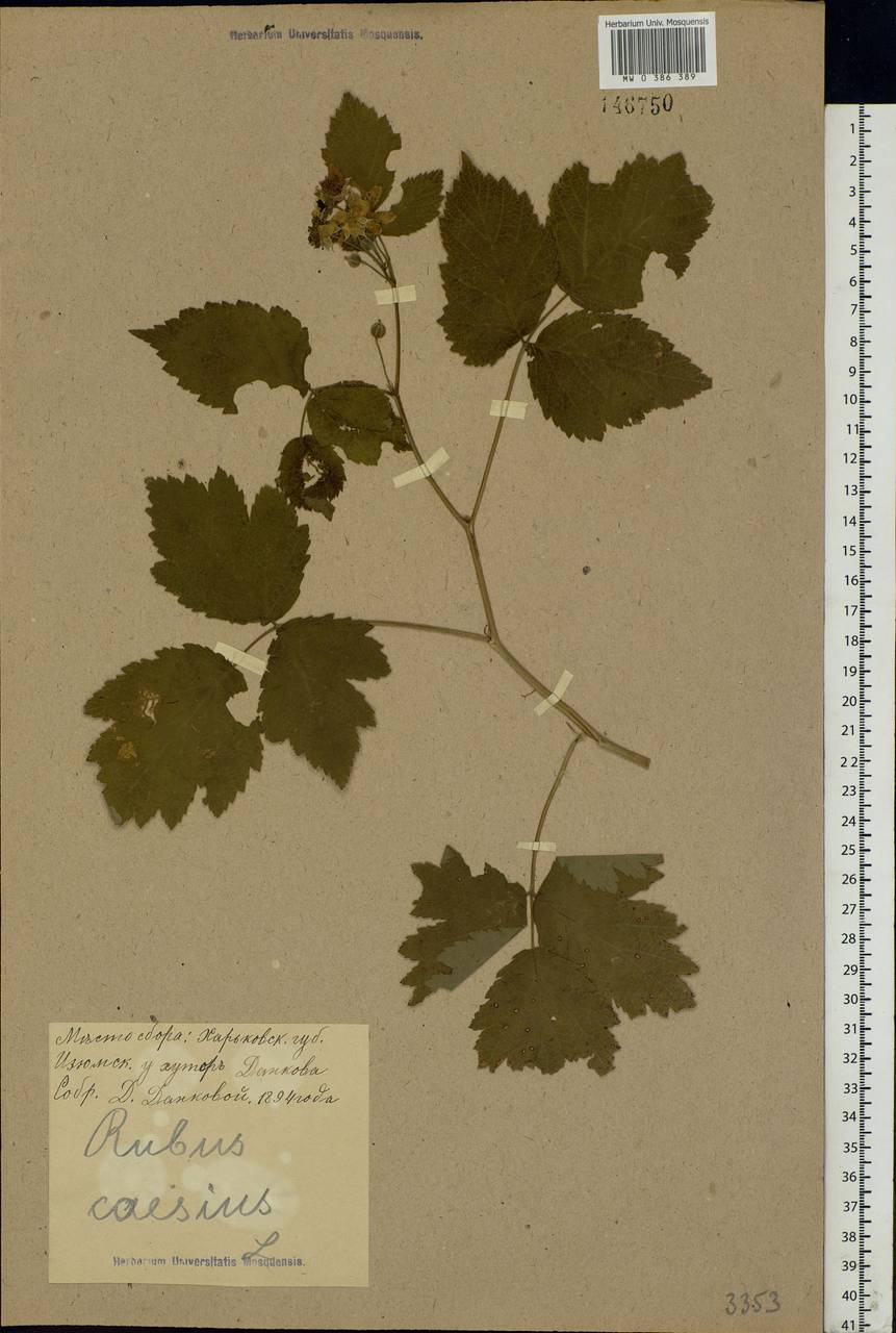 Rubus caesius L., Eastern Europe, North Ukrainian region (E11) (Ukraine)