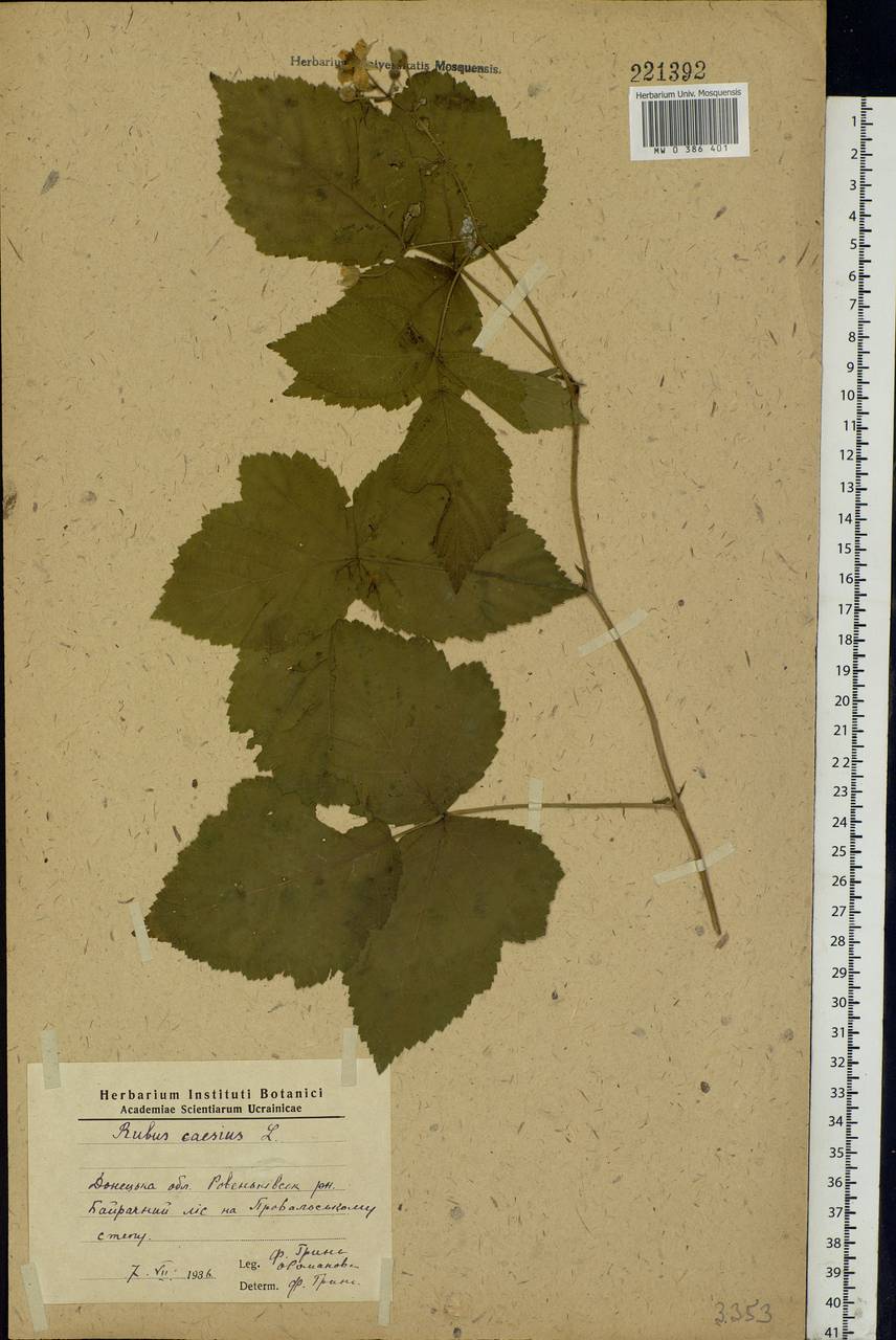 Rubus caesius L., Eastern Europe, North Ukrainian region (E11) (Ukraine)