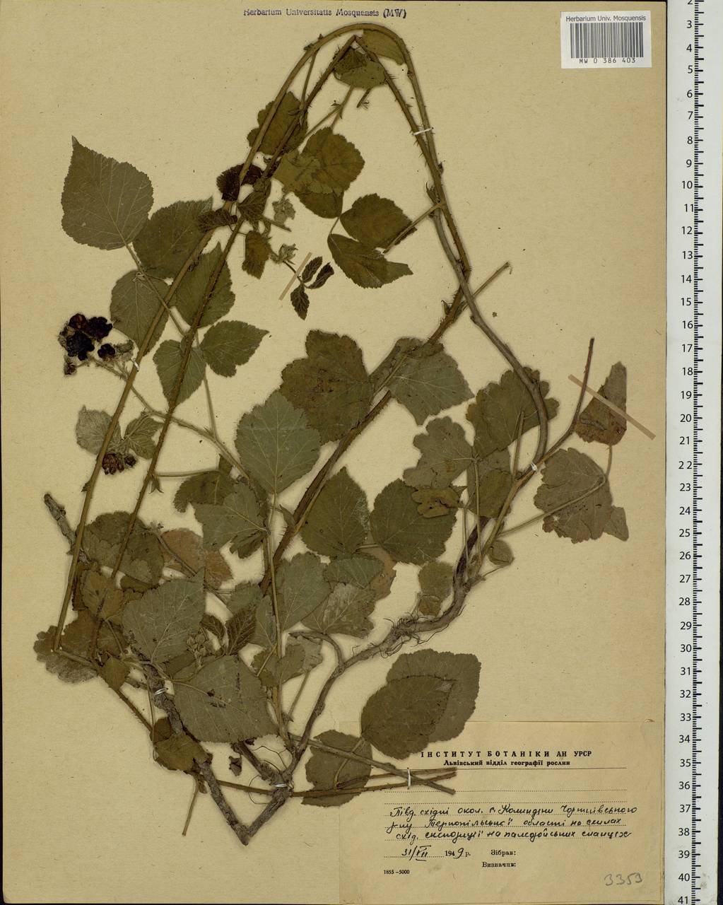 Rubus caesius L., Eastern Europe, South Ukrainian region (E12) (Ukraine)