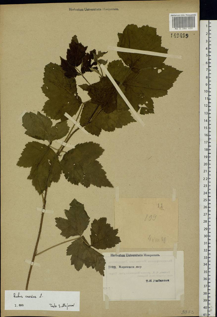 Rubus caesius L., Eastern Europe, South Ukrainian region (E12) (Ukraine)