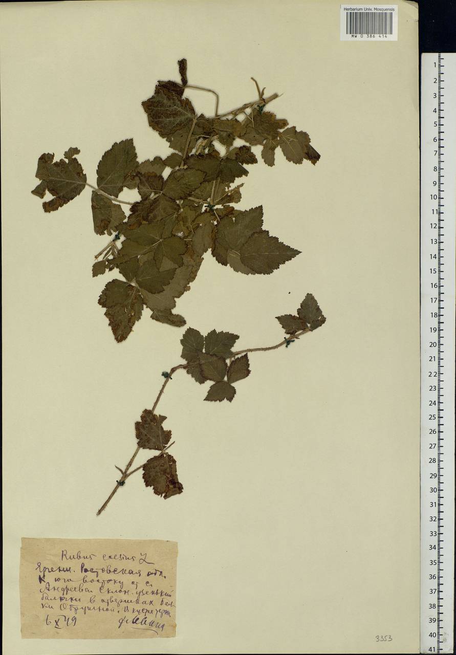 Rubus caesius L., Eastern Europe, Rostov Oblast (E12a) (Russia)