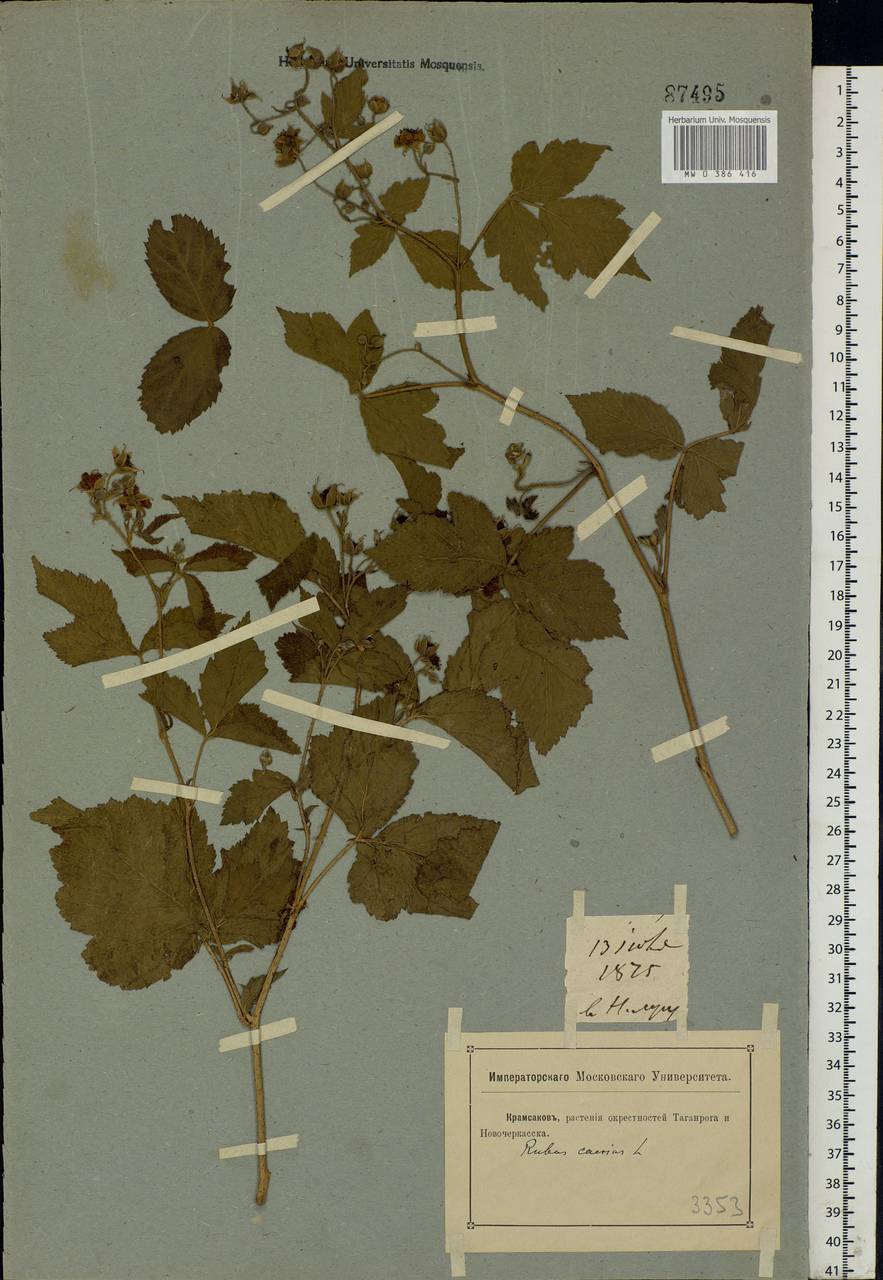 Rubus caesius L., Eastern Europe, Rostov Oblast (E12a) (Russia)