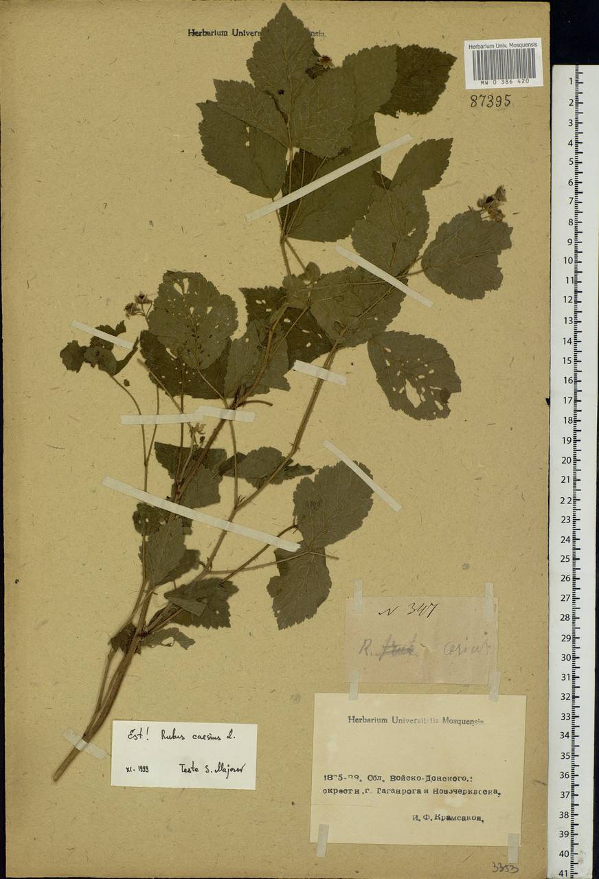 Rubus caesius L., Eastern Europe, Rostov Oblast (E12a) (Russia)