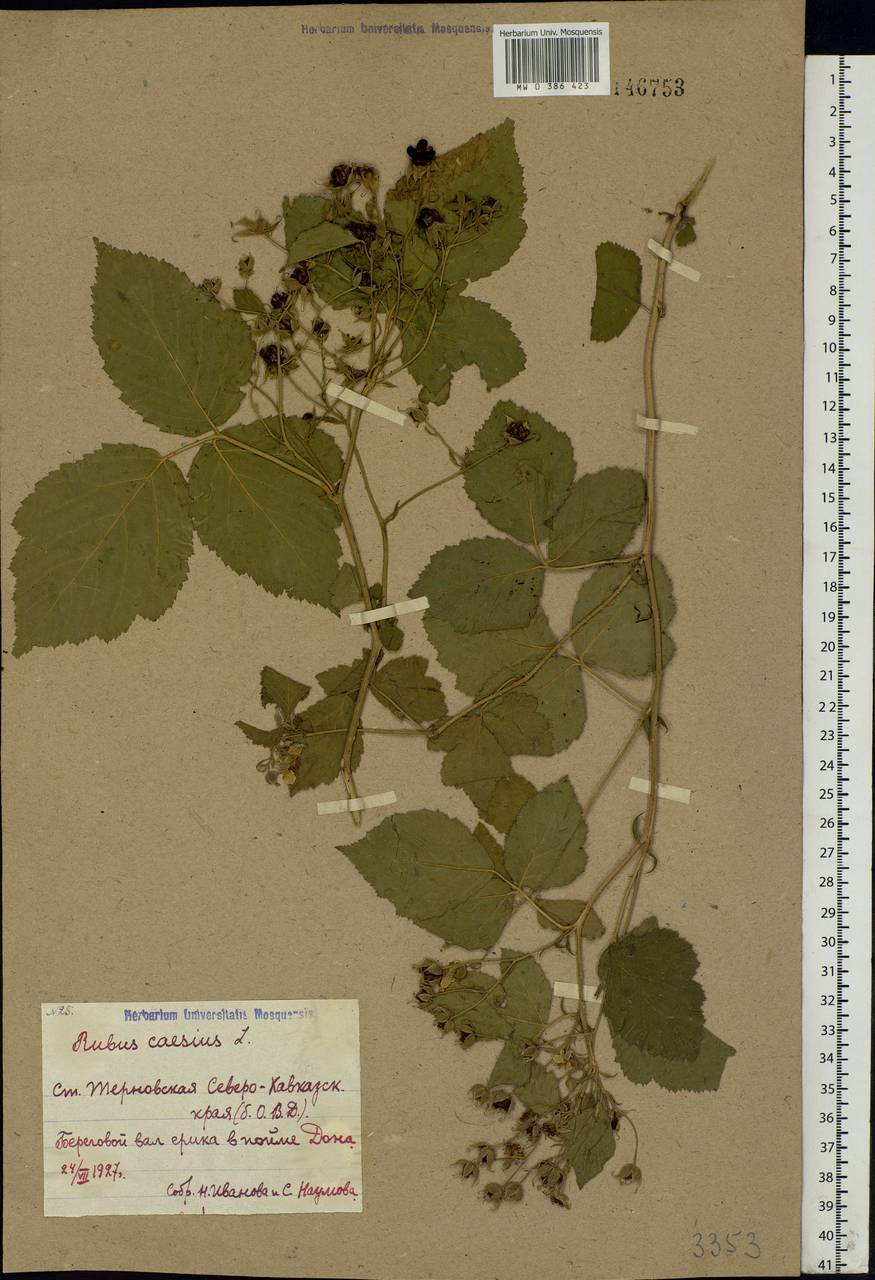 Rubus caesius L., Eastern Europe, Rostov Oblast (E12a) (Russia)
