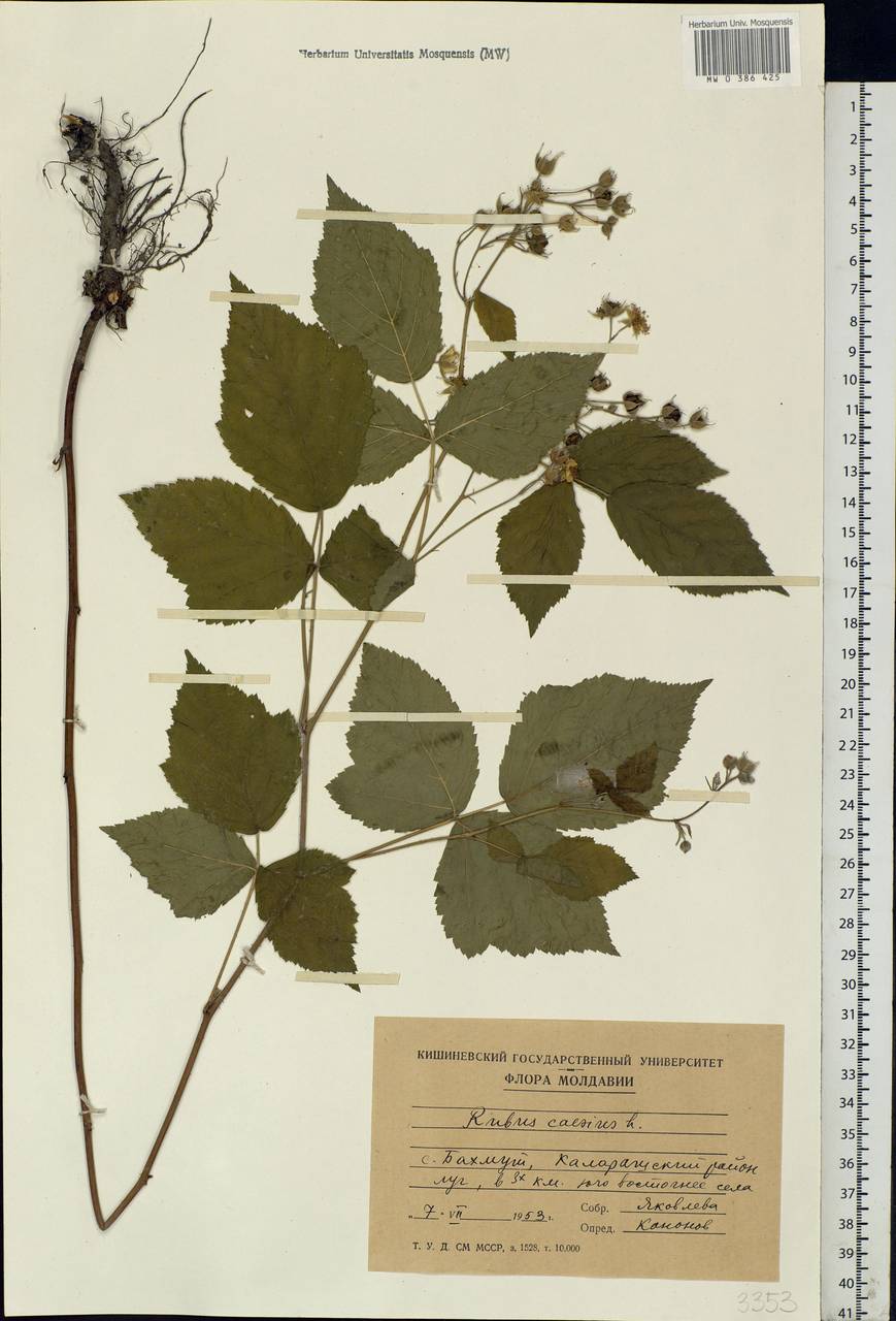 Rubus caesius L., Eastern Europe, Moldova (E13a) (Moldova)