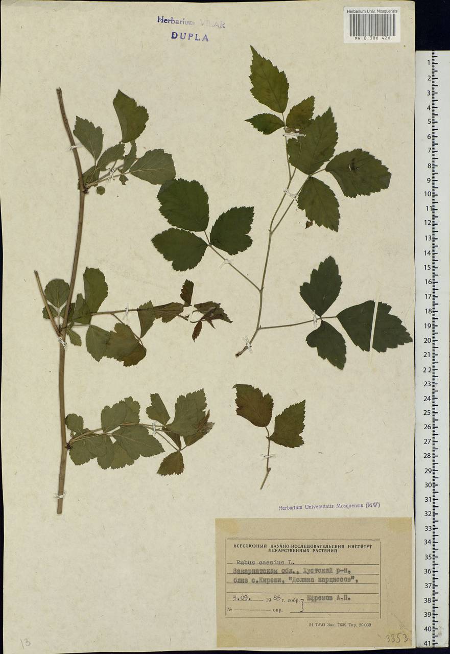 Rubus caesius L., Eastern Europe, West Ukrainian region (E13) (Ukraine)