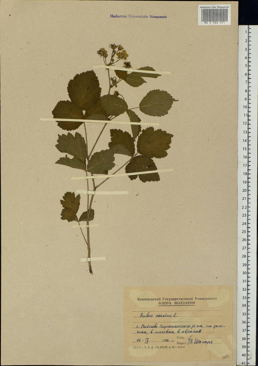 Rubus caesius L., Eastern Europe, Moldova (E13a) (Moldova)