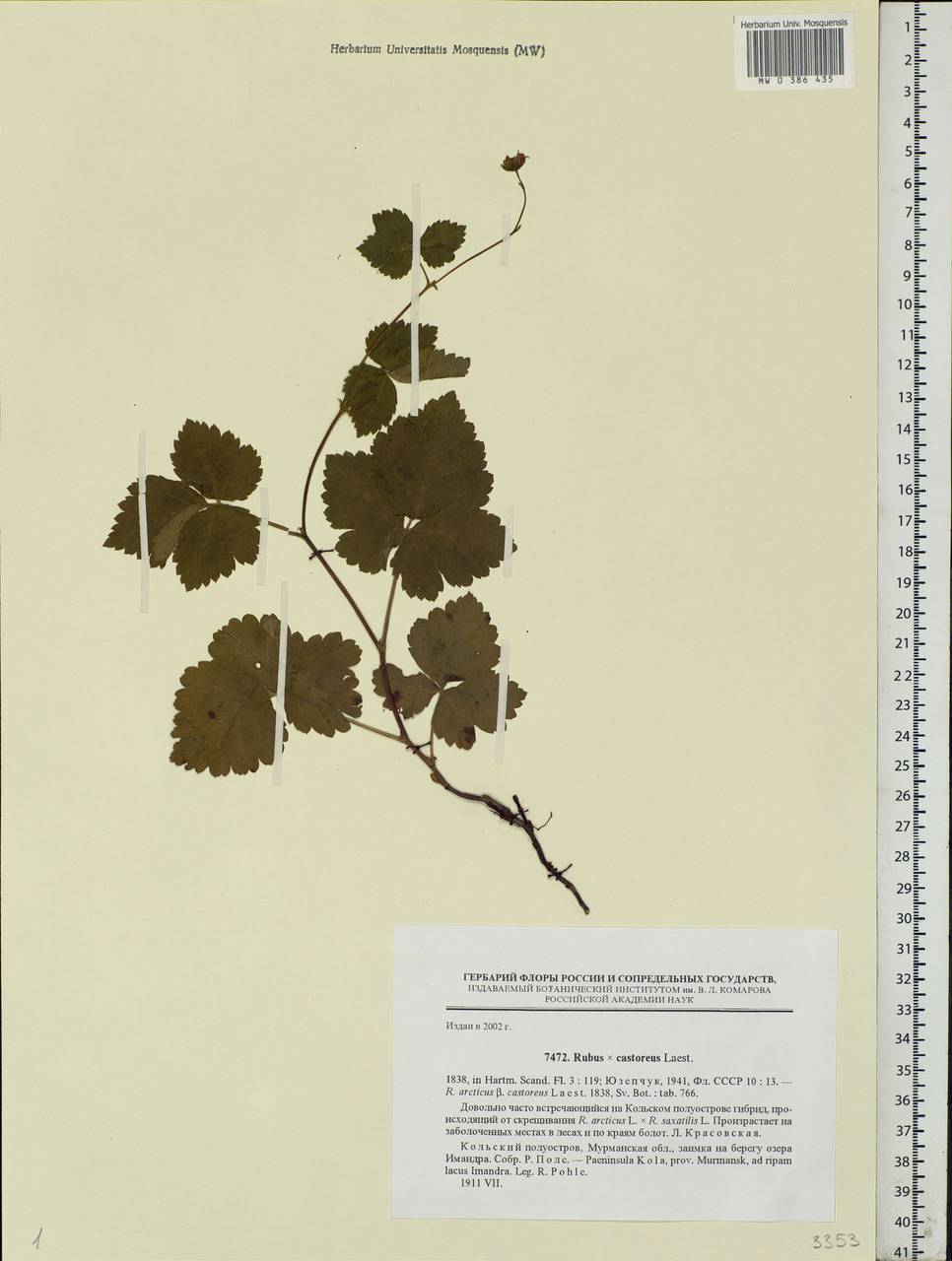 Rubus × castoreus (Laest.) Fr., Eastern Europe, Northern region (E1) (Russia)