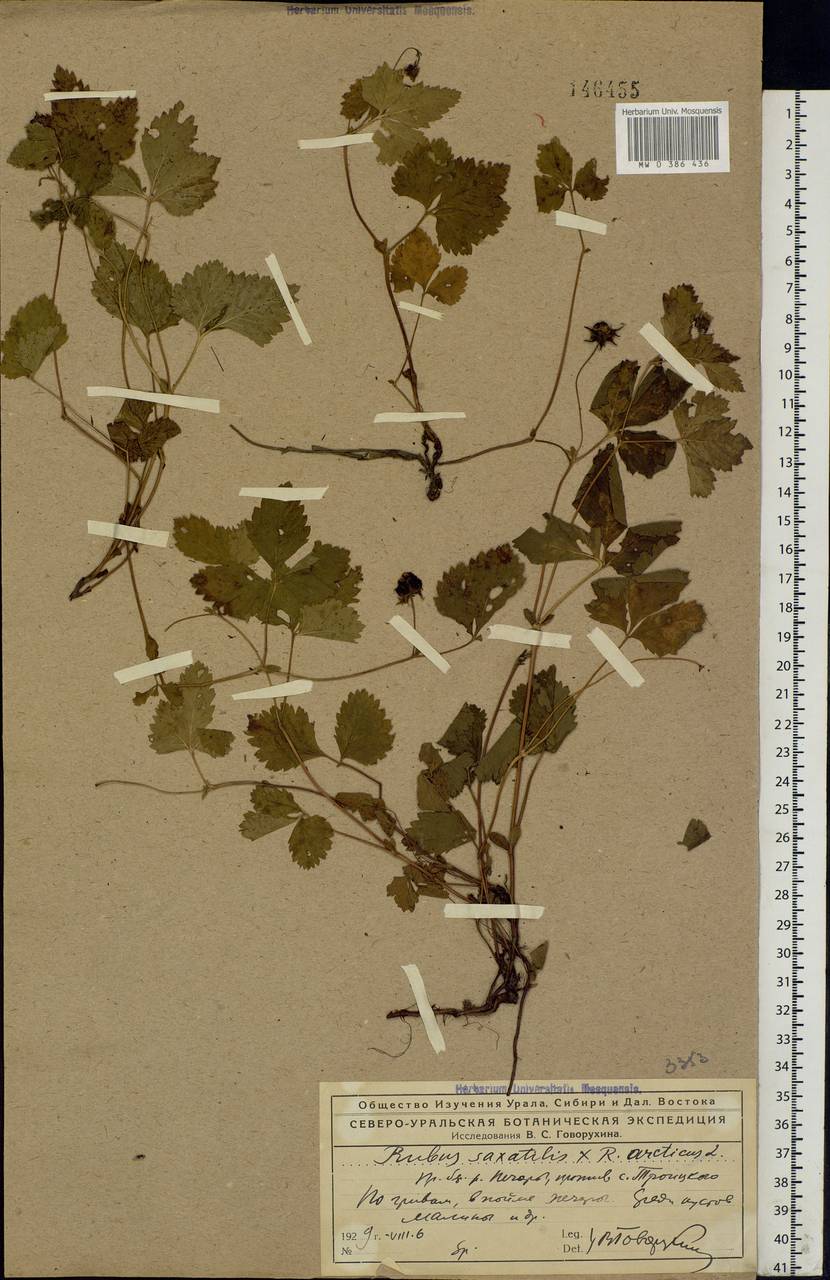 Rubus × castoreus (Laest.) Fr., Eastern Europe, Northern region (E1) (Russia)