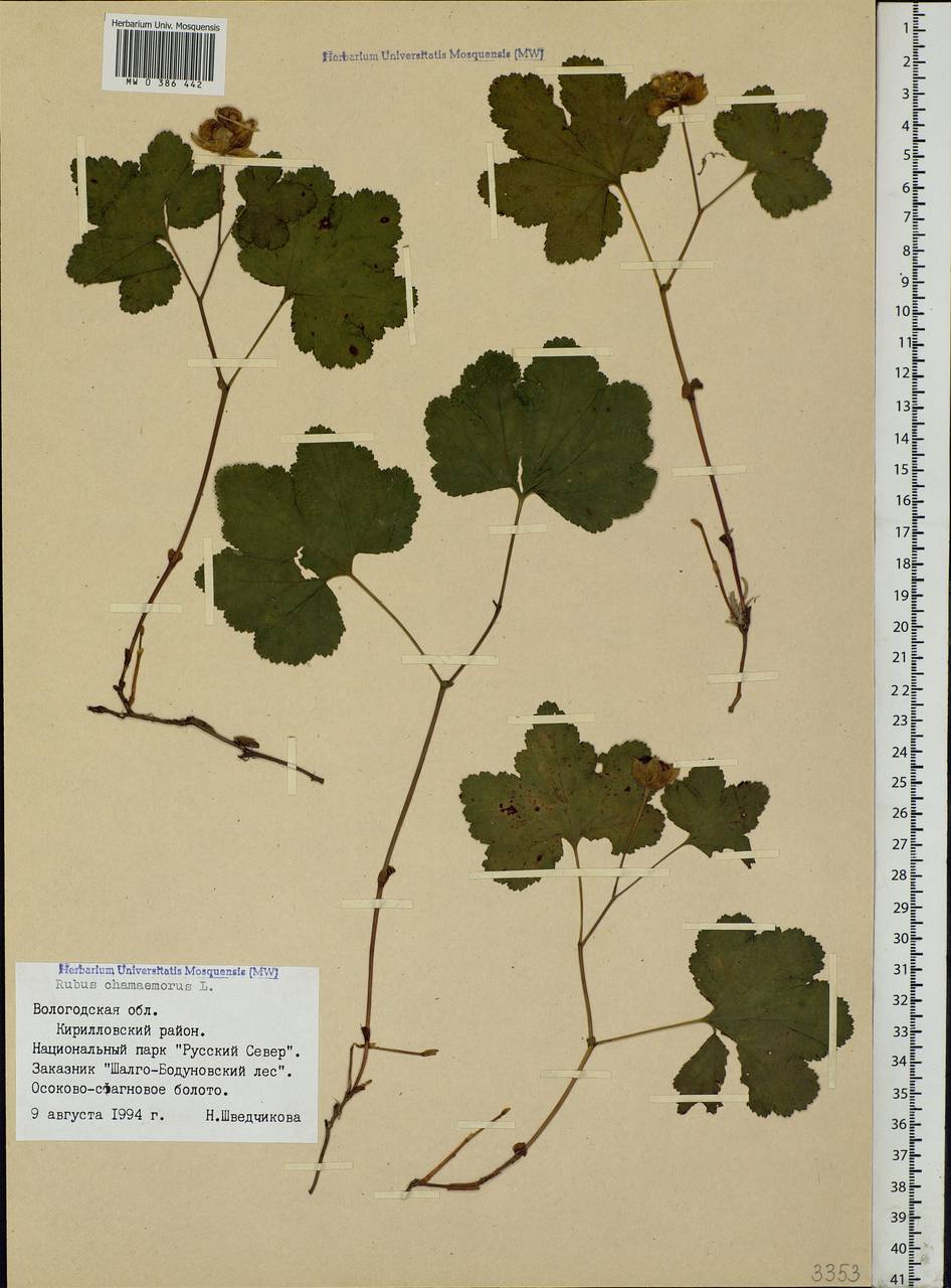 Rubus chamaemorus L., Eastern Europe, Northern region (E1) (Russia)
