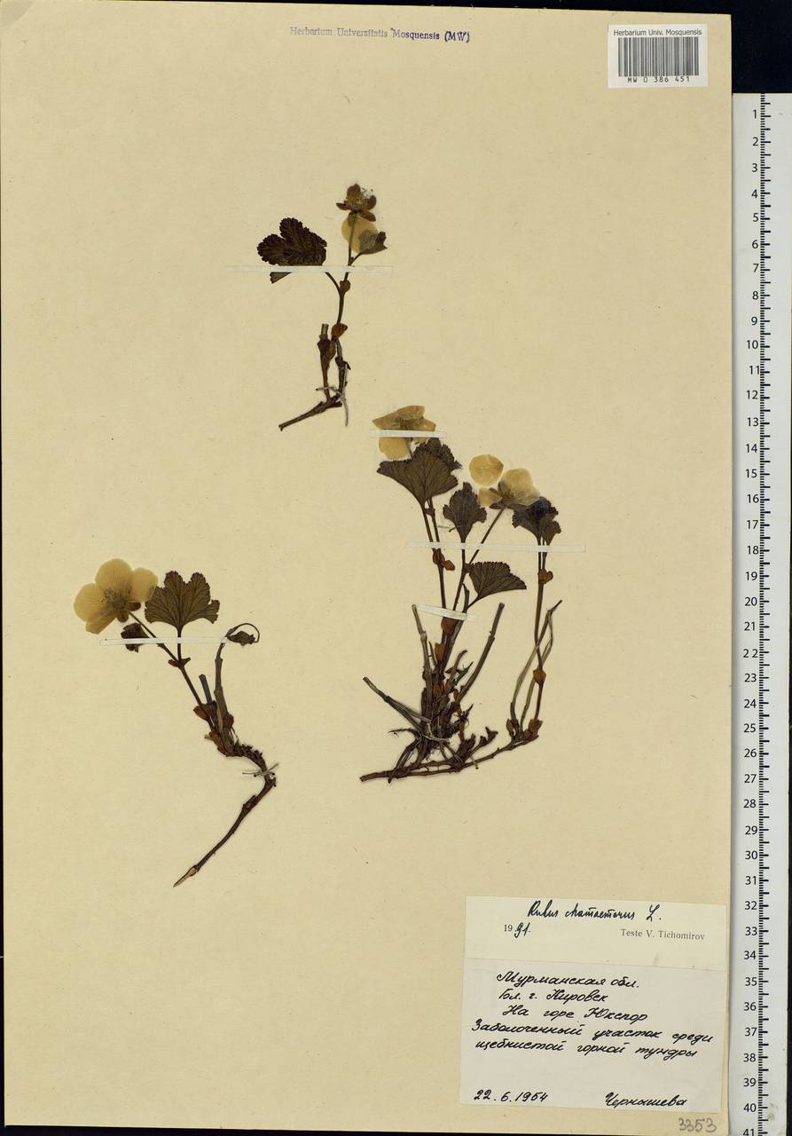 Rubus chamaemorus L., Eastern Europe, Northern region (E1) (Russia)