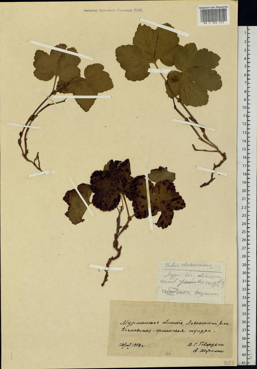 Rubus chamaemorus L., Eastern Europe, Northern region (E1) (Russia)