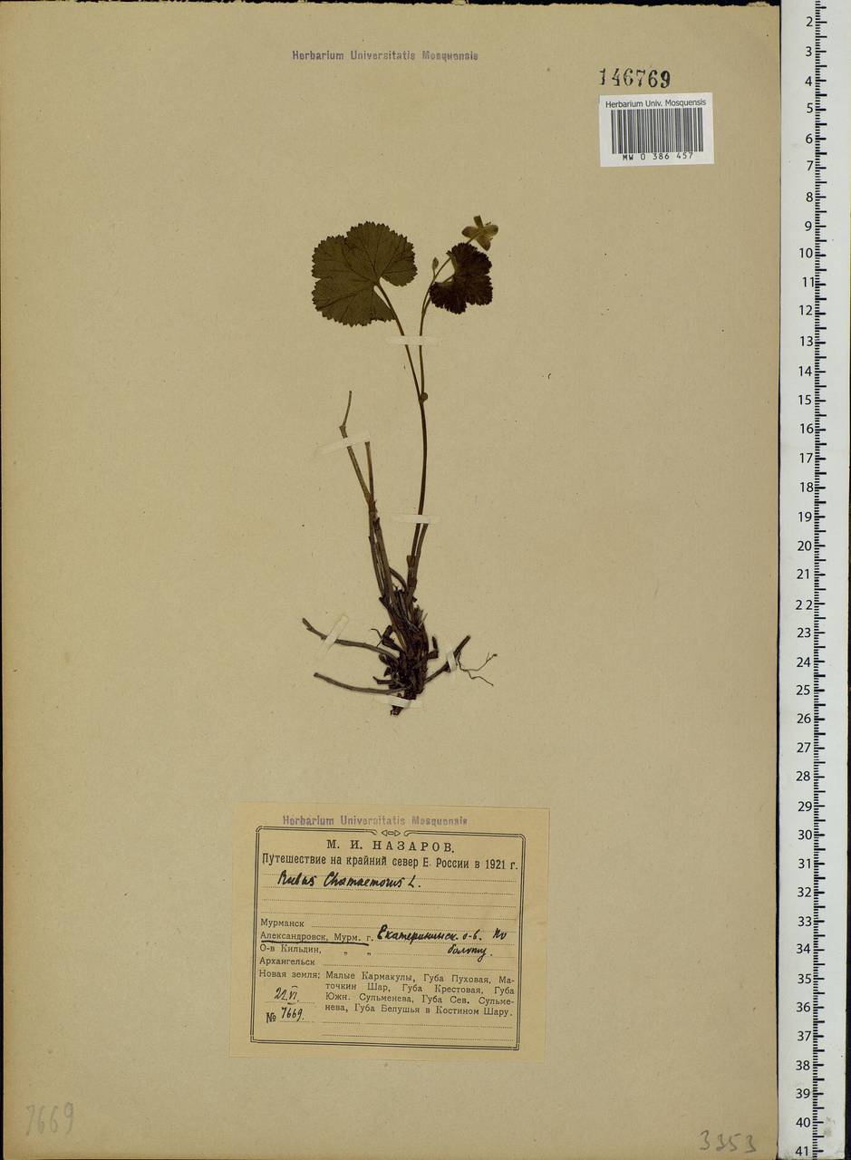 Rubus chamaemorus L., Eastern Europe, Northern region (E1) (Russia)