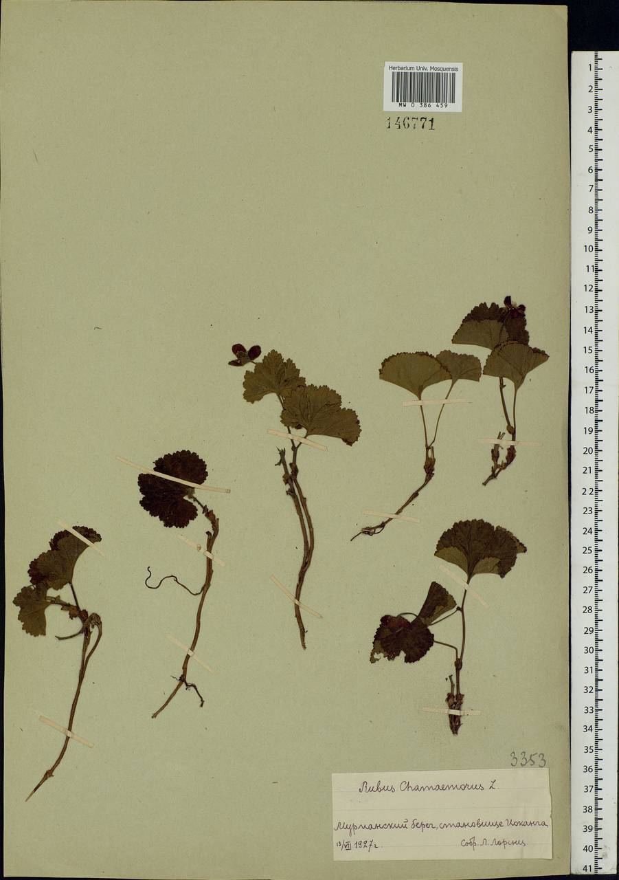 Rubus chamaemorus L., Eastern Europe, Northern region (E1) (Russia)