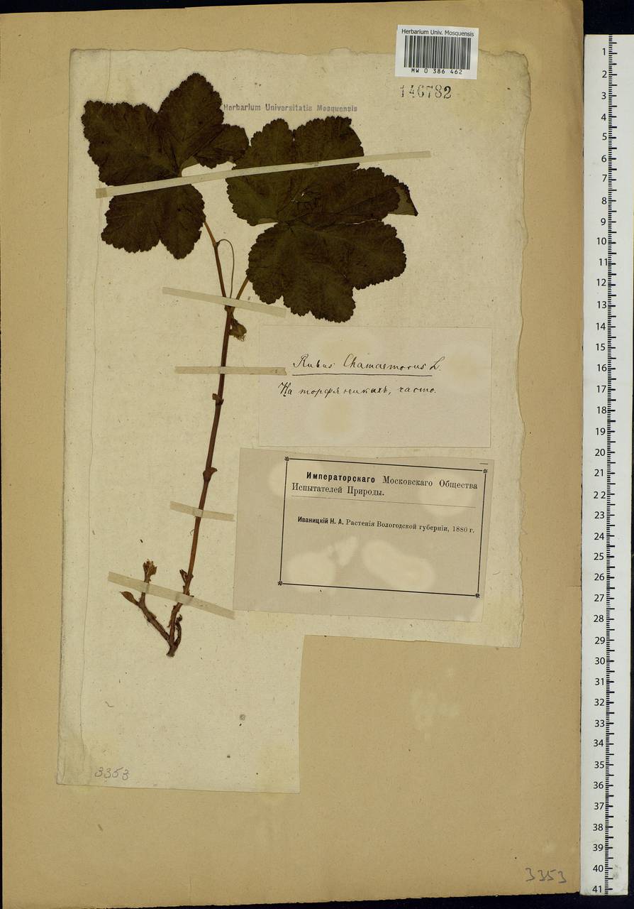 Rubus chamaemorus L., Eastern Europe, Northern region (E1) (Russia)