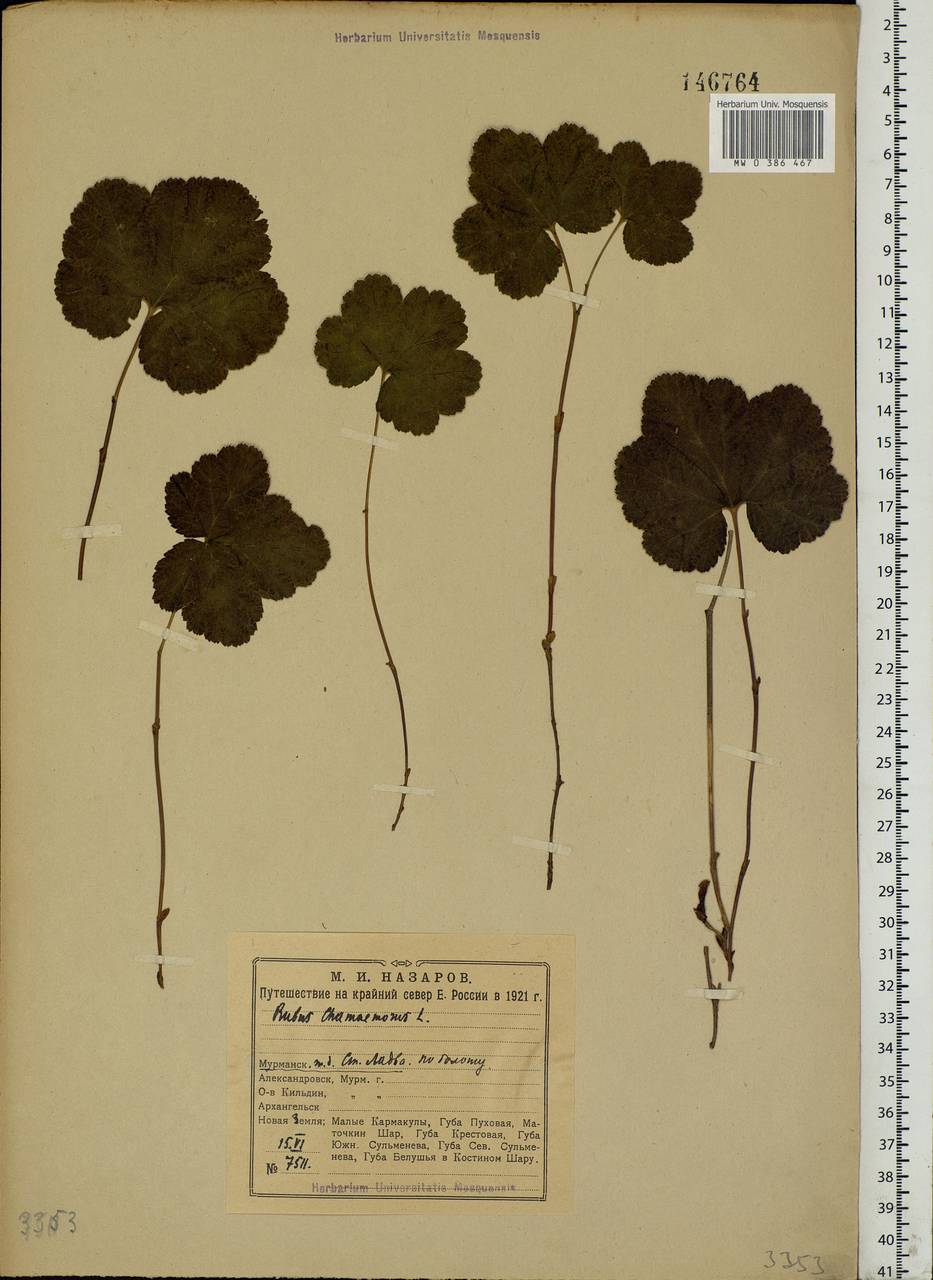 Rubus chamaemorus L., Eastern Europe, Northern region (E1) (Russia)
