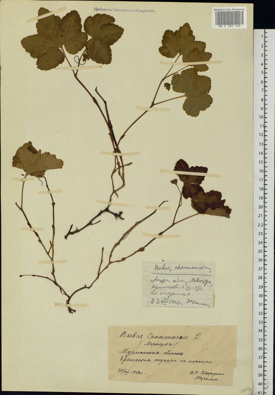Rubus chamaemorus L., Eastern Europe, Northern region (E1) (Russia)
