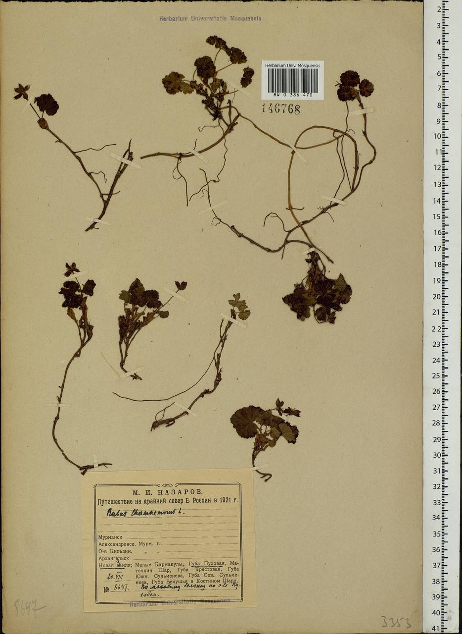 Rubus chamaemorus L., Eastern Europe, Northern region (E1) (Russia)