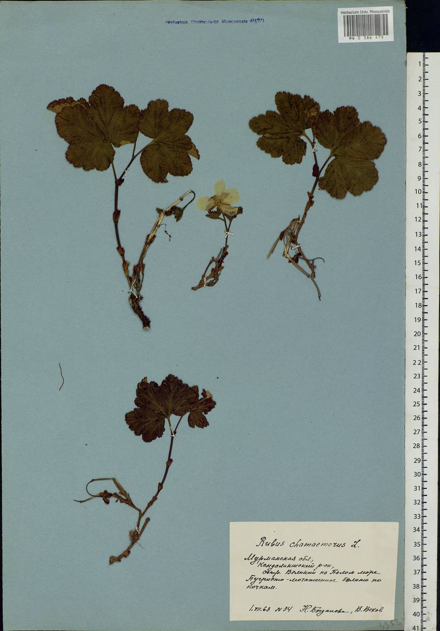Rubus chamaemorus L., Eastern Europe, Northern region (E1) (Russia)