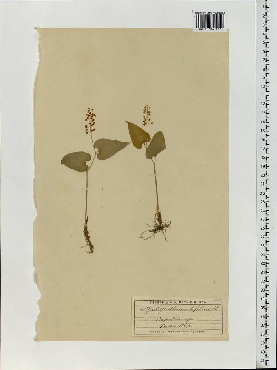 Maianthemum bifolium (L.) F.W.Schmidt, Eastern Europe, Moscow region (E4a) (Russia)