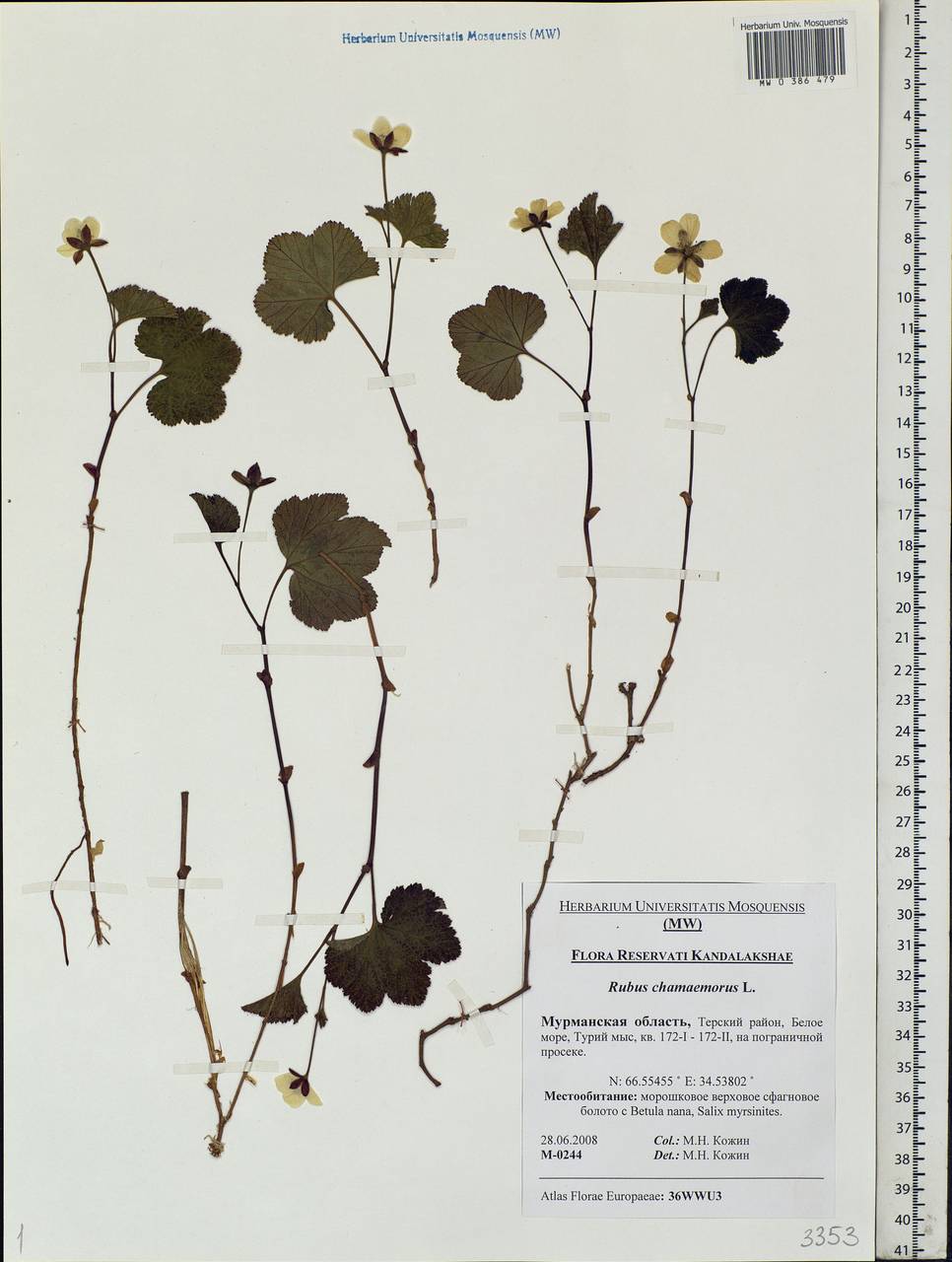 Rubus chamaemorus L., Eastern Europe, Northern region (E1) (Russia)