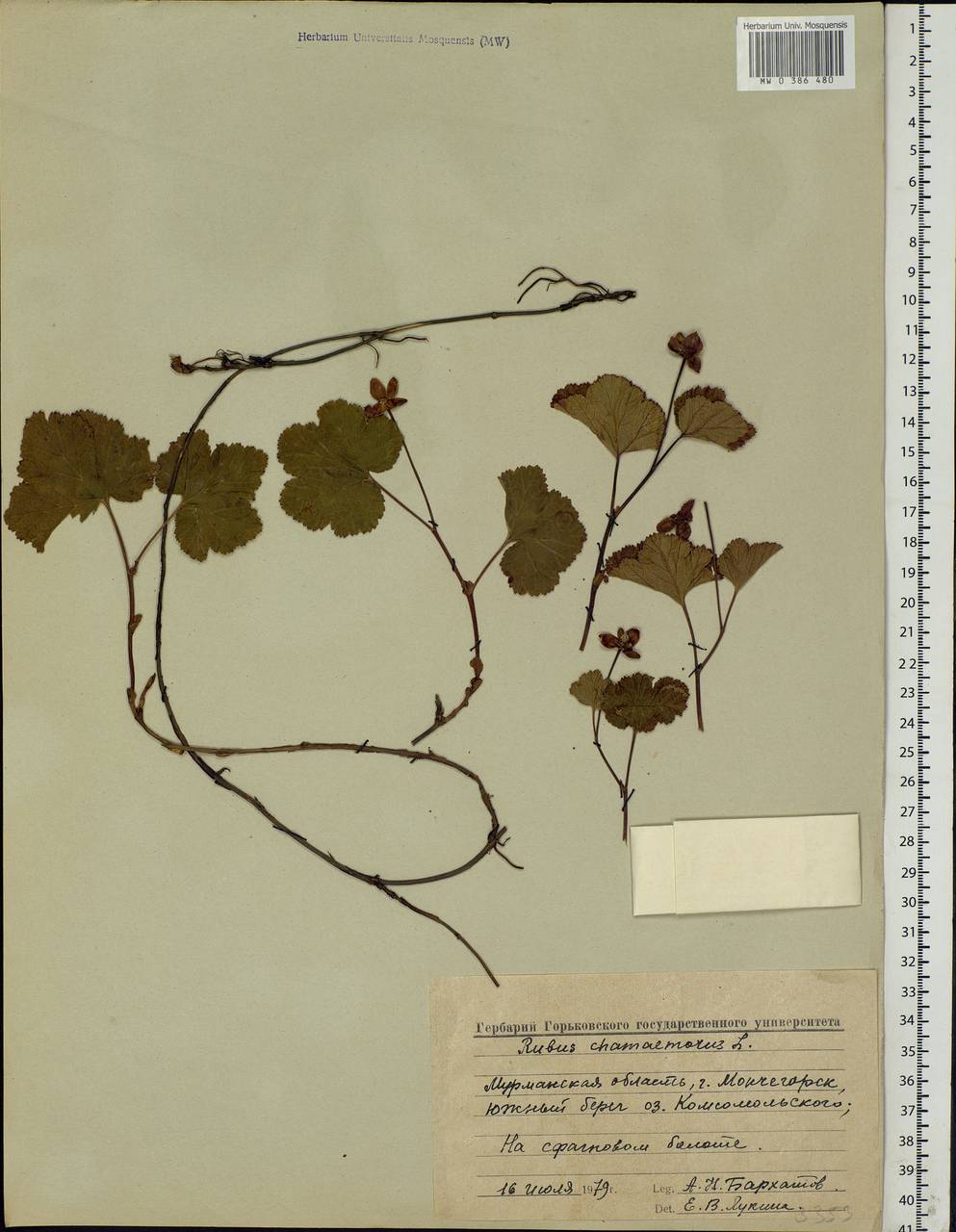 Rubus chamaemorus L., Eastern Europe, Northern region (E1) (Russia)
