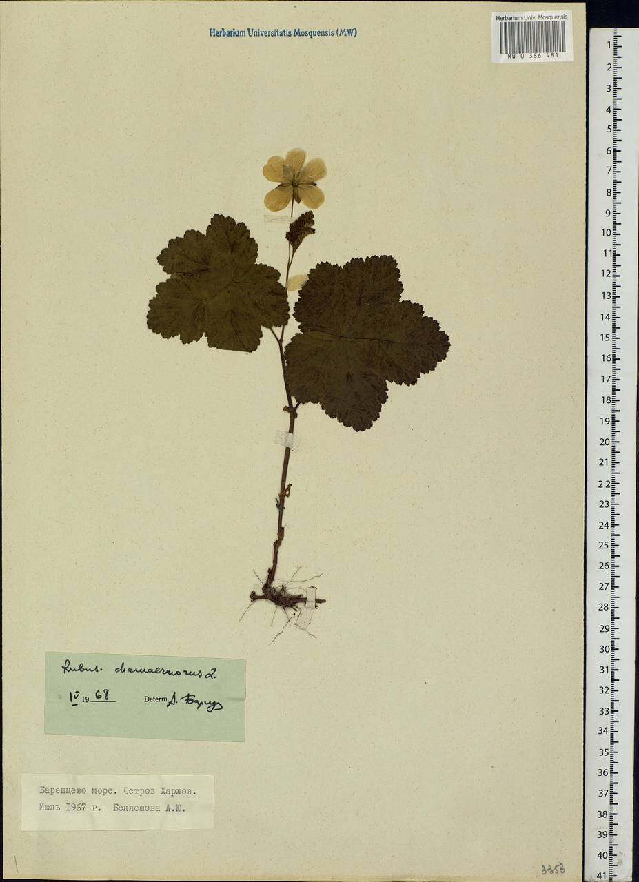 Rubus chamaemorus L., Eastern Europe, Northern region (E1) (Russia)