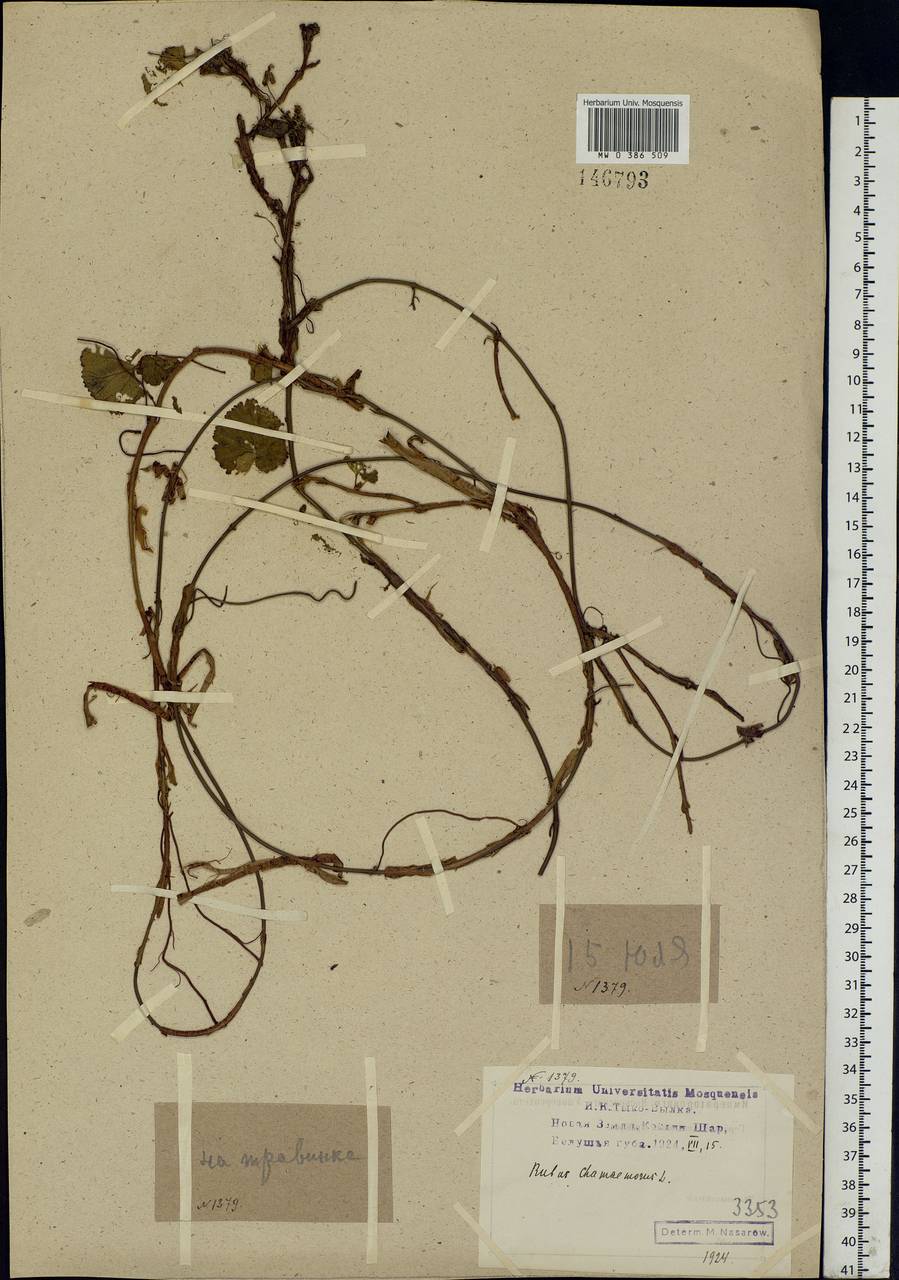 Rubus chamaemorus L., Eastern Europe, Northern region (E1) (Russia)